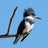 Kingfisher Gallery Avatar