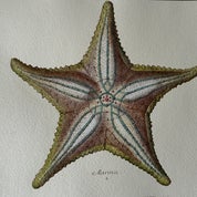 Leslie @Midcoast Profile