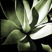 Agave Antiques L.A. Profile