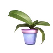 Bay Blown Glass Profile