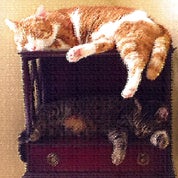 English Ivy Lane Profile