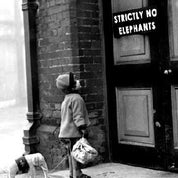 Strictly No Elephants Profile