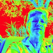 “As You Like It” Rose Profile