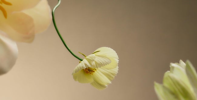 Shop Banner
