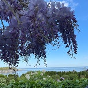 Wisteria Knoll Profile