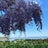 Wisteria Knoll Avatar