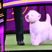 Mary Rose Antiques Profile