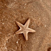 Sea Stars and Art Profile