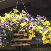 Modern Cabin Girl Profile