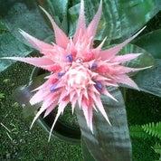 Three Happy Sisters Profile