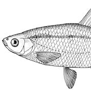 GildedGefilte Profile