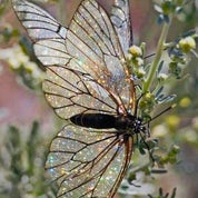 VDW Collections Profile