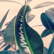 Jennifer L. Salvemini Profile