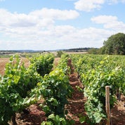 Antiques-Aline Profile