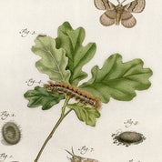 Lagniappe Cottage Profile