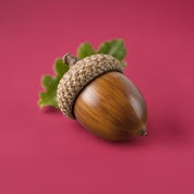 Acorn Profile