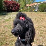 Barbra B. Profile