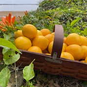 Lemon Hill Antiques Profile