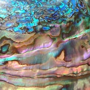 Celestial Nonesuch Profile