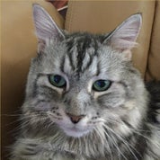 MidCenturyMan Antiques and Collectables Profile