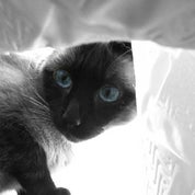 Nolan Duer Designs Profile