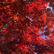 Uniquelysimple Profile