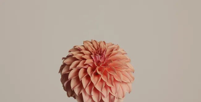 Shop Banner