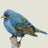 Bluebird Vintage Home Avatar