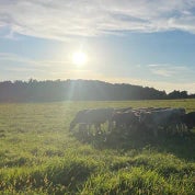 Morning Meadow Gallery Profile