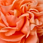 The Tangerine Camellia Profile