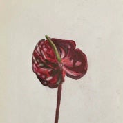 Zamarys Rivera Profile