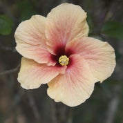 Gigi's Gorgeous Profile