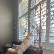 Maccabee's House Profile