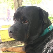 Two Guys and a Dog Profile