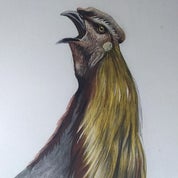 Long and Drew Profile