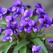 The Vintage Violet Profile