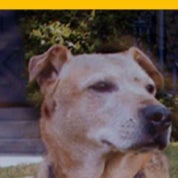 Golda’s House Animal Rescue Resale Profile