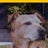 Golda’s House Animal Rescue Resale Avatar