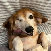 Fred and Shirley Profile