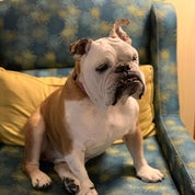 Curiosities From Connecticut Profile