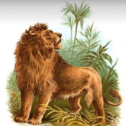 The Paper Lion Profile
