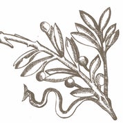 LAURIER BLANC Profile