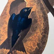 Rare Audubon Profile