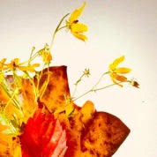 Petit Melange Profile