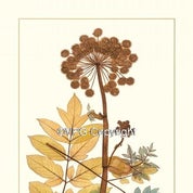 Antique Print Studio Profile