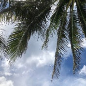 Tropical Vintage Vibes Profile