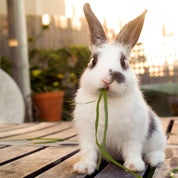 Bunny's Bungalow Profile