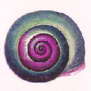 Periwinkle Profile