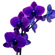 indigoORCHID Profile