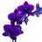 indigoORCHID Avatar
